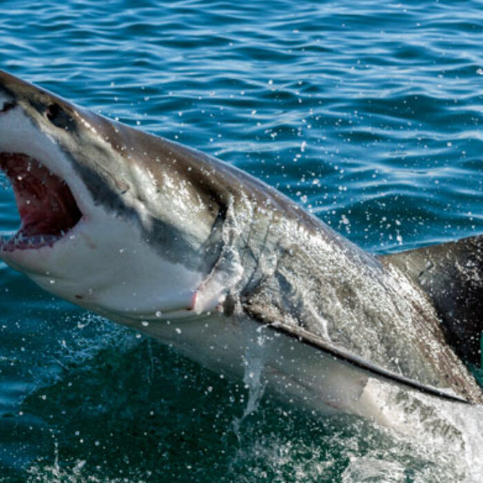 Should surfers be the ones to pay for their own protection? Photo: Shutterstock