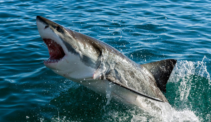 Should surfers be the ones to pay for their own protection? Photo: Shutterstock