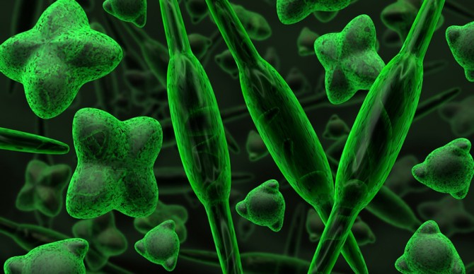 shutterstock_48176041