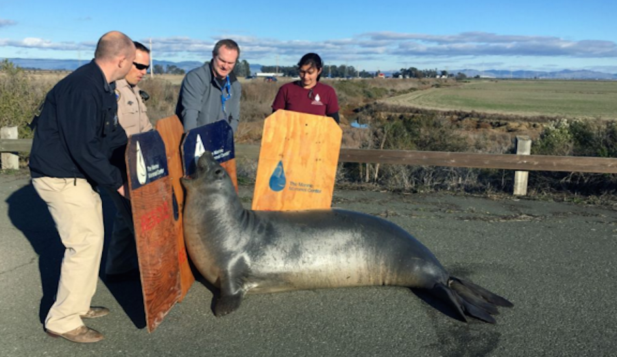The large elephant seal, weighing in around half a ton, at one point attacked a vehicle. Photo: Chris Preovolos