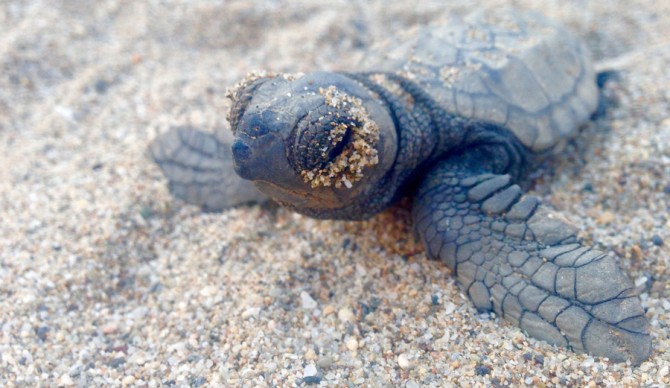 The Loggerhead, known in Greece as Caretta-Caretta, is classified as critically endangered. Photo By: Sally Welburn