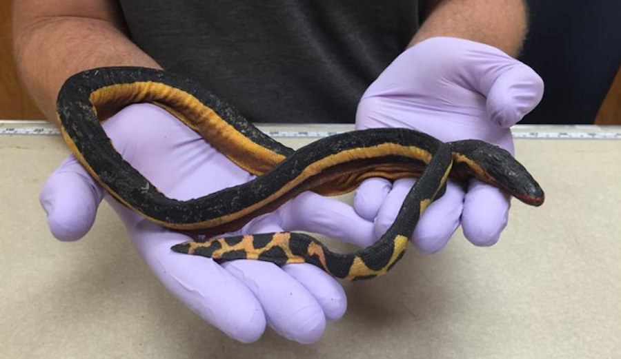 A second yellow-bellied sea snake washed ashore Huntington Beach, far from its natural habitat, last week thanks to the warm waters caused by El Niño. (Lisa Gonzalez/Natural History Museum of Los Angeles County)