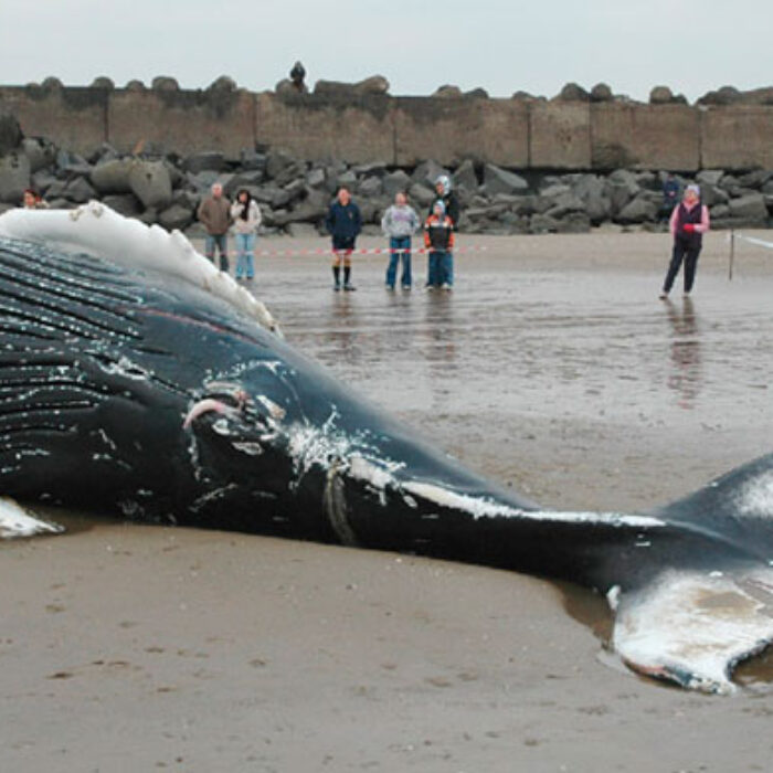 Great whites, among other species of sharks, are commonly sighted off the waters of Cape Town. It is not clear how the humpback died, but authorities are investigating.