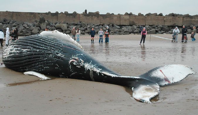 Great whites, among other species of sharks, are commonly sighted off the waters of Cape Town. It is not clear how the humpback died, but authorities are investigating.