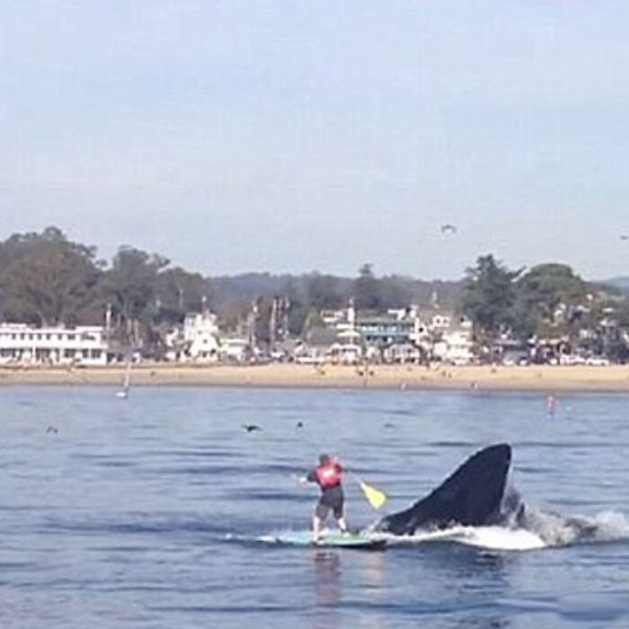 Paddleboarding is quiet, peaceful, and relaxing... until a humpback whale decides to go for the bait ball you're currently looking at.