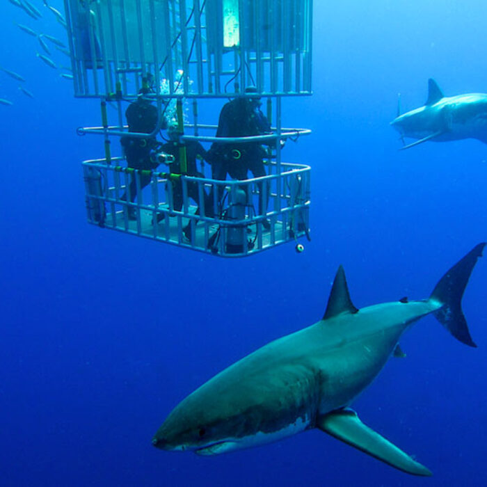 Sharks just wanna dance, apparently. Photo: Shutterstock