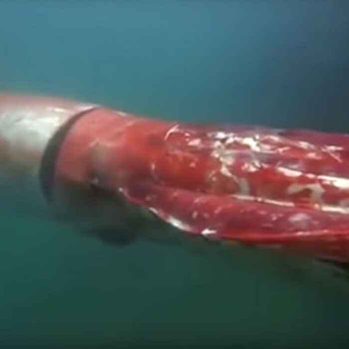 Giant squid sightings are so rare because they normally inhabit the deepest areas of the ocean.