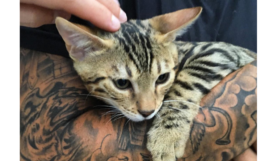 The cat even has its own email address for some reason?