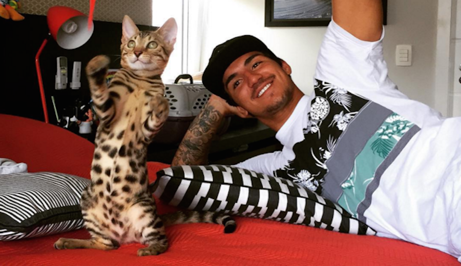 Tyson Medina, named after Iron Mike, is a Bengal cat with a large Instagram following. Photo: @tysonmedina_