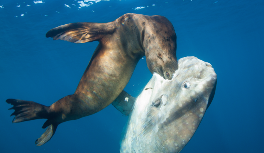 This photo of a seal chomping on a sunfish won 6th place in Underwater Photography Guide's 2015 contest. Photo: Ralph Pace