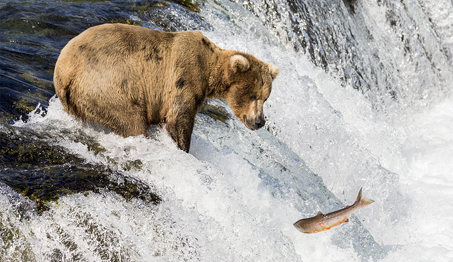 Your salmon should be so wild and rugged it escapes the clutches of a grizzly. Photo: Shutterstock.