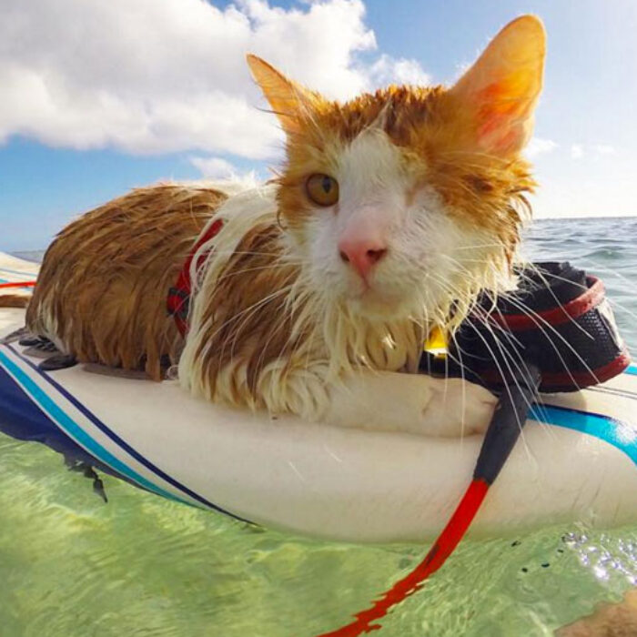 One-Eyed Surfing Cat