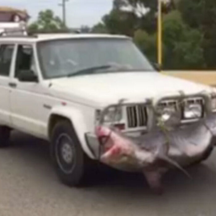 Shark Tied to Car