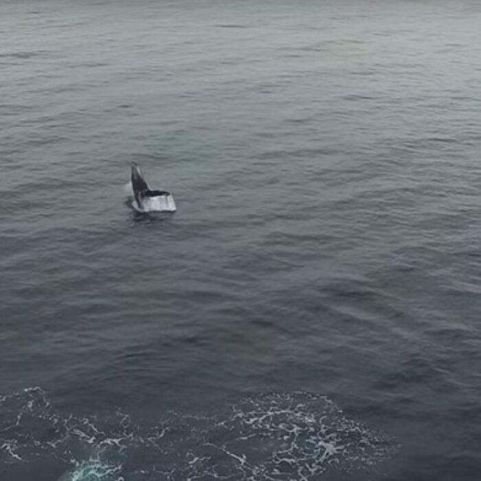 A drone pilot in Newport Beach stumbled onto an amazing bit of footage a few days ago.