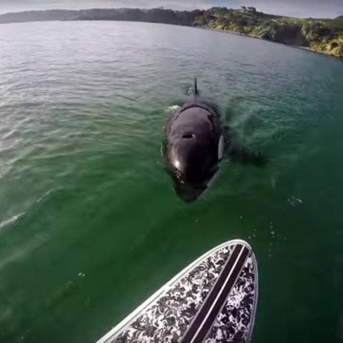 Killer whales are awesome, and seeing them in the wild is even more awesome.