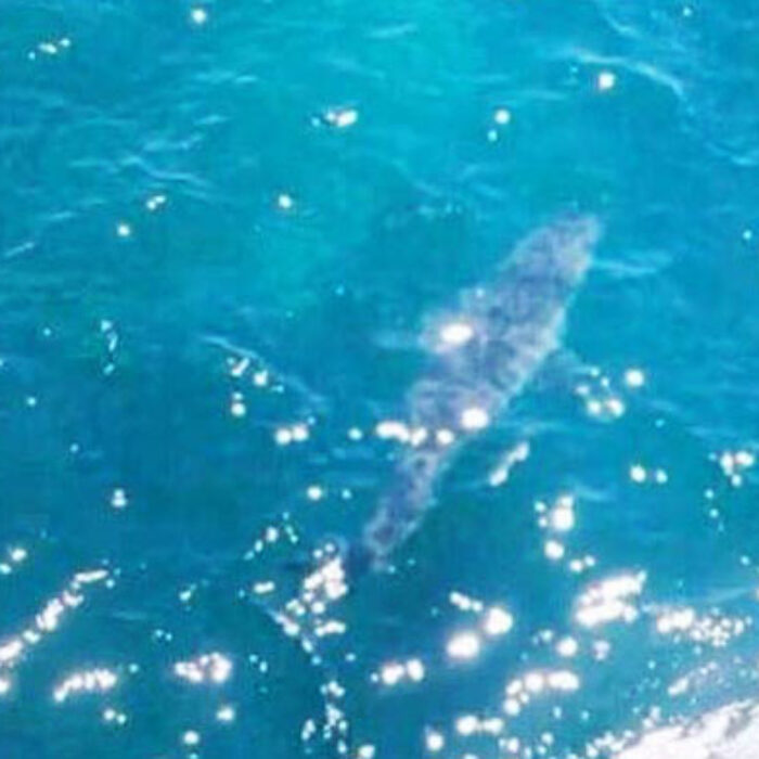 A photo of the shark from a helicopter. It's estimated to be 23 feet long.