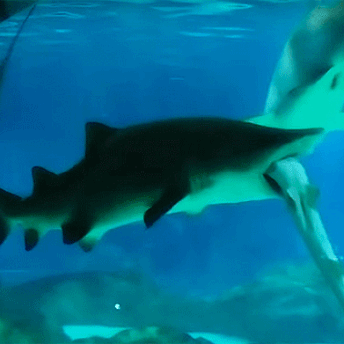 According to reports, the tiger shark swam around placidly for 21 hours, slowly eating its prey.