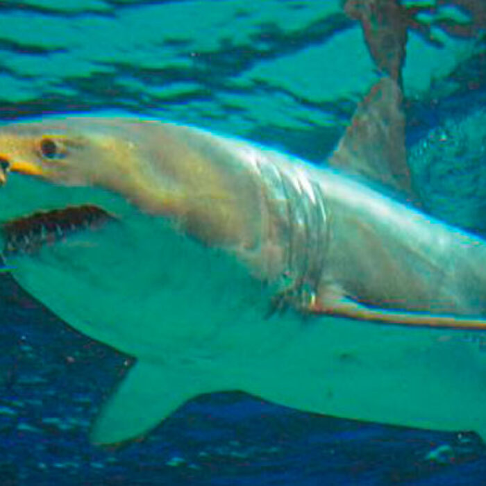 After the adult male great white was put in a tank in a Japanese aquarium, he died within three days.