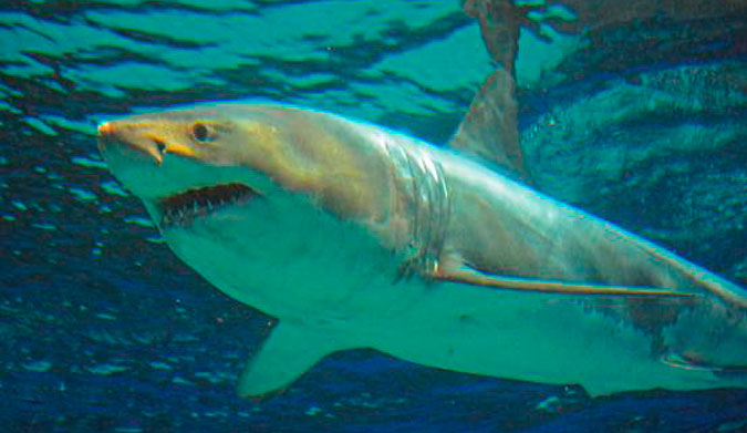 After the adult male great white was put in a tank in a Japanese aquarium, he died within three days.