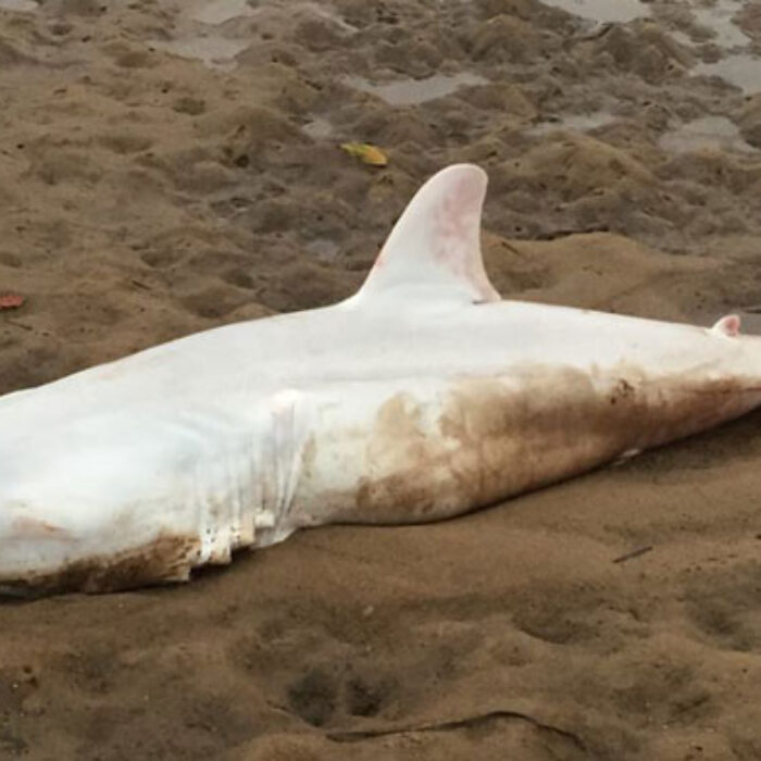 The strange white shark beached itself in New South Wales, Australia.