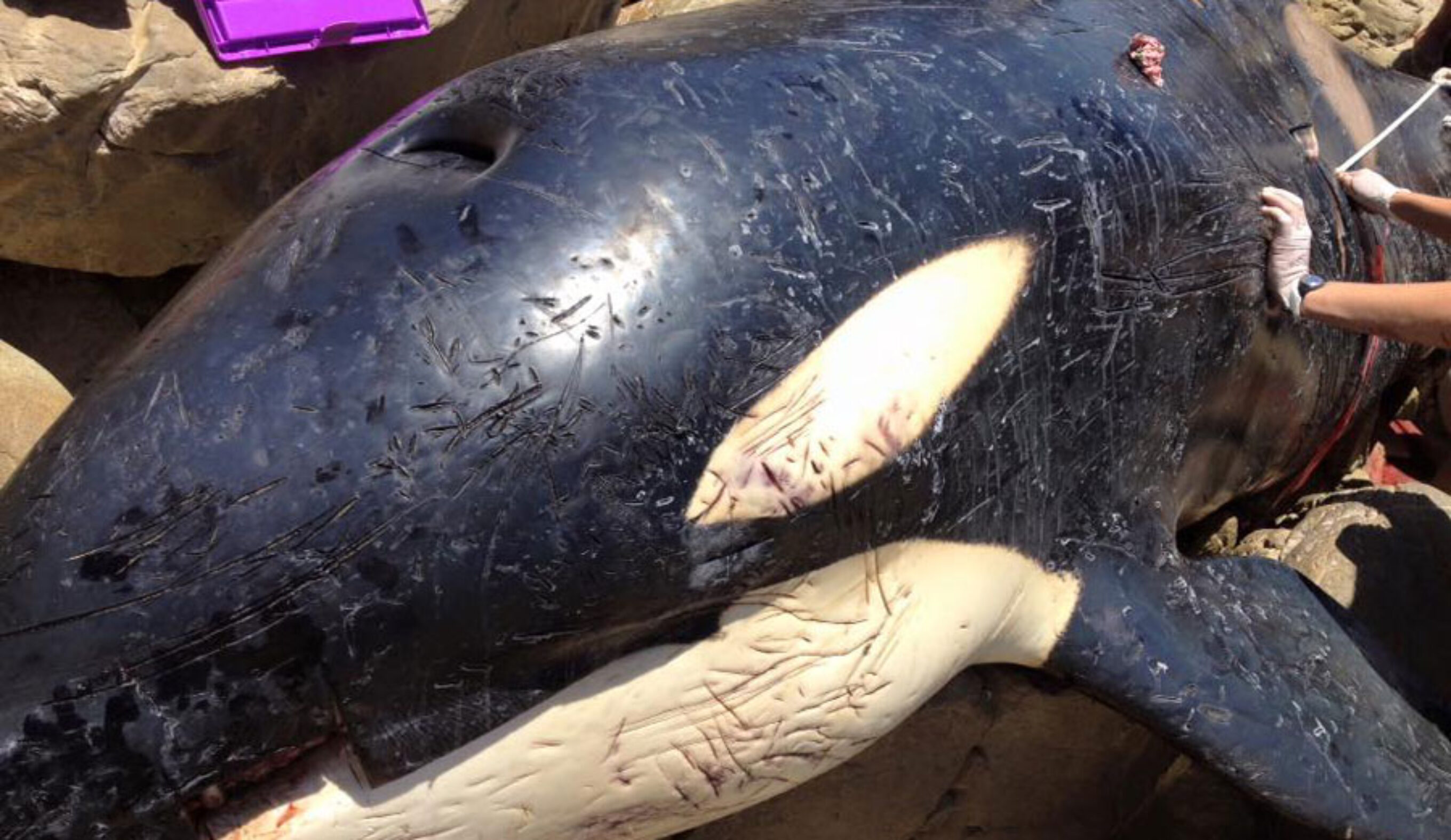 The whale was found with its stomach full of garbage.