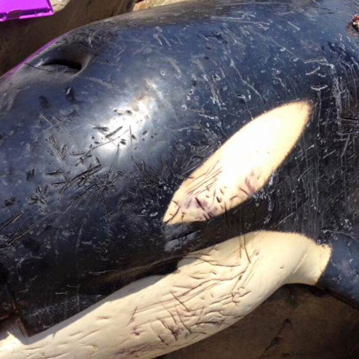 The whale was found with its stomach full of garbage.