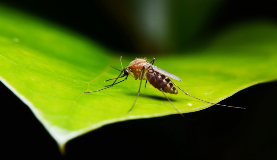 Be extra careful of these little guys if you're headed to South America. Photo: Shutterstock.