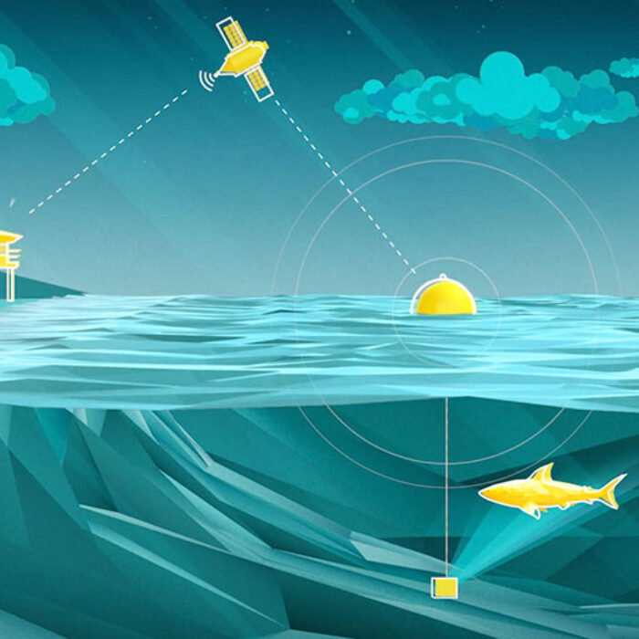 Using something similar to facial recognition, the Clever Buoy "sees" sharks over two meters and alerts lifeguards via an app.
