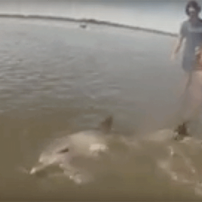 When three teenagers were kayaking in Western Australia, they came across something amazing. A baby dolphin had beached itself on the shore, and was struggling for its life.