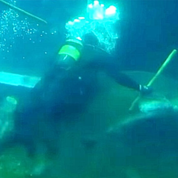 Rugged Tooth Shark