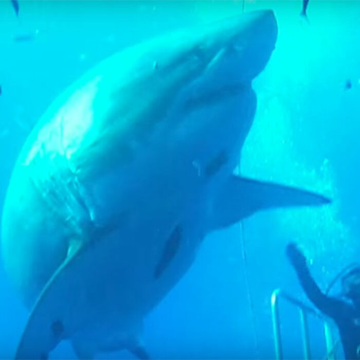 Last year, when a great white of the most epic proportions was filmed off an island in Mexico, the world was stunned.