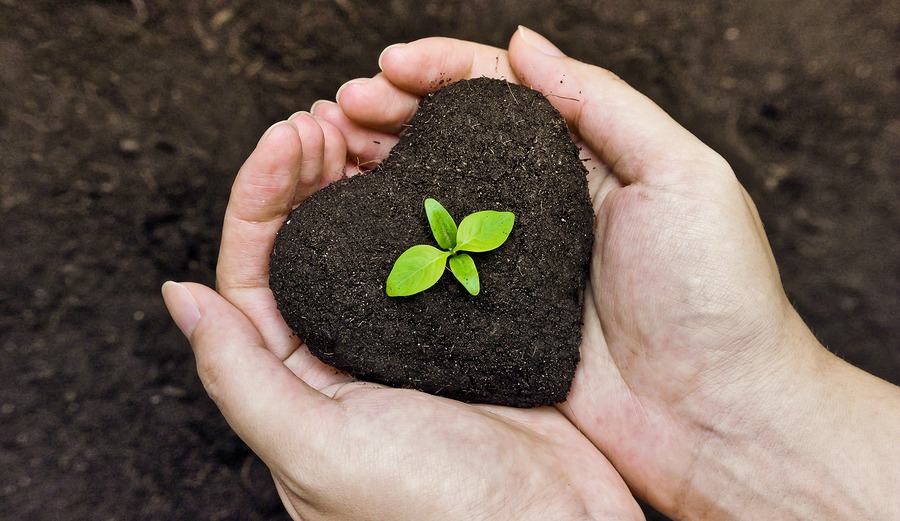 hands holding fertile soil as a heart shape with a young green tree in the middle / planting tree / growing a tree / love nature / heal the world