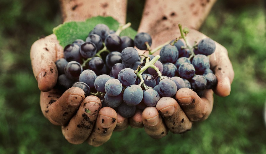 Grapes harvest. Farmers hands with freshly harvested black grapes.
