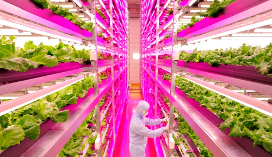 Is this the future of farming?