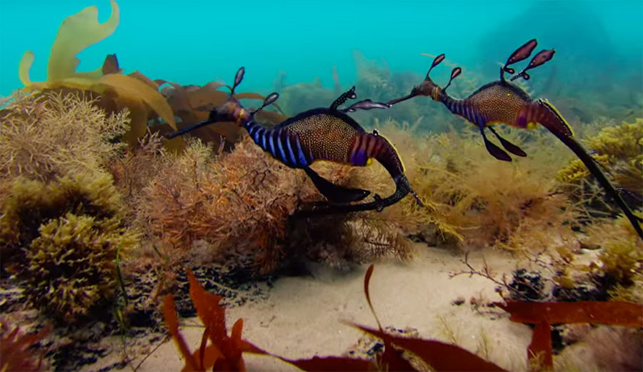 Love is in the air/water.