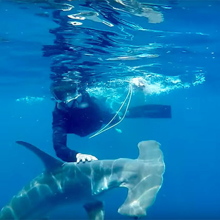 The value of a living shark should be higher than the value of a dead one.