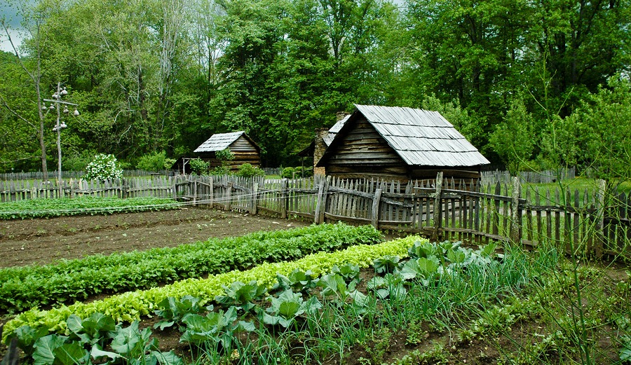 Rural vegetable Garden with gourd bird houses.