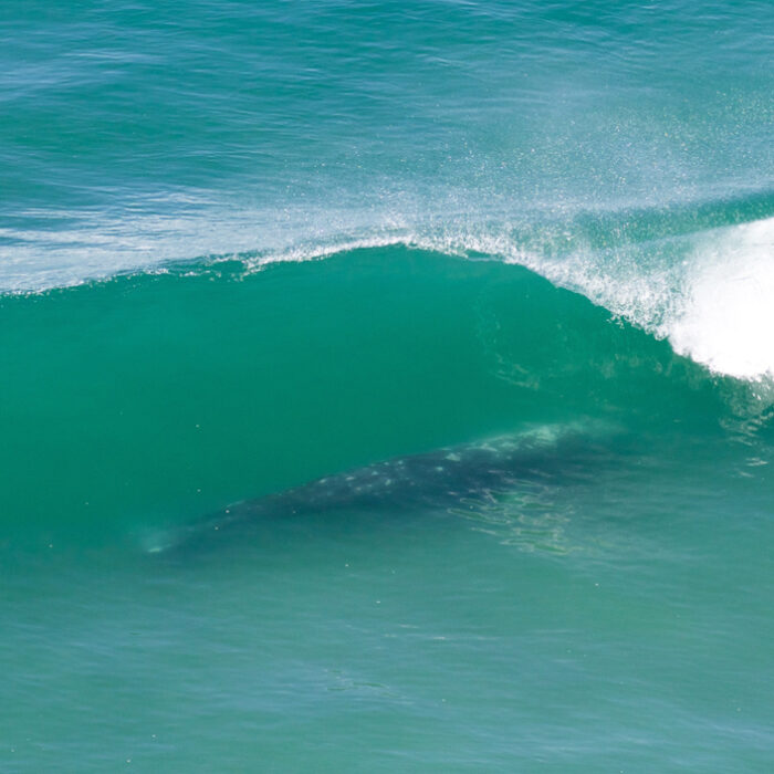 Whale San Diego