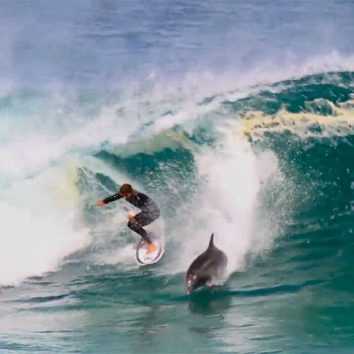 Soli Bailey Dolphin