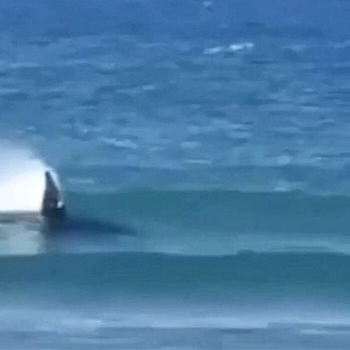 Like many sea creatures do, killer whales apparently love to body surf. And of course, because they live in the ocean, they are very, very good at it.