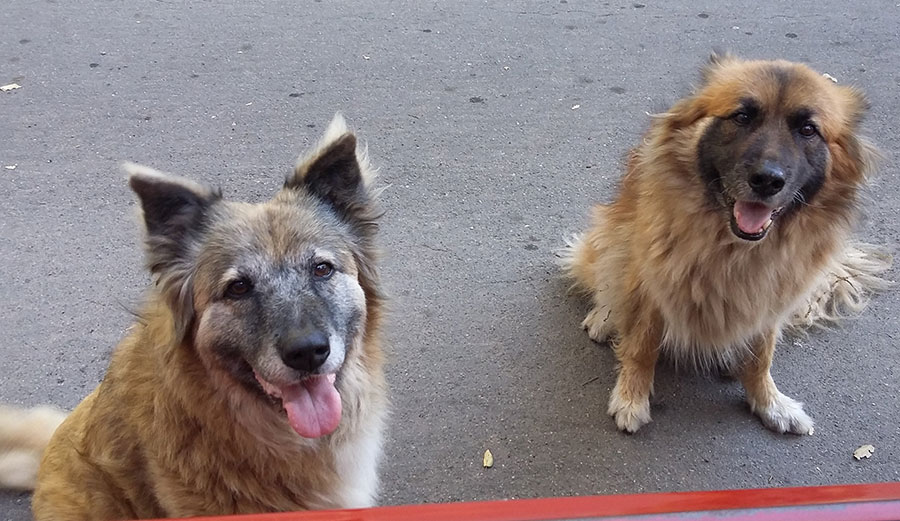 These two love me, but they wouldn't chase me 5,000 miles. 