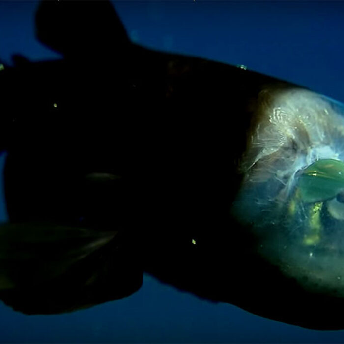 The Macropinna microstoma is one of the weirdest creatures in the ocean.