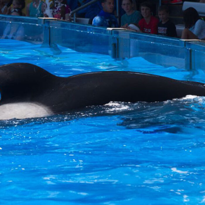 Tilly the Orca has had a terrible life. Now, at 35, it's coming to an end.