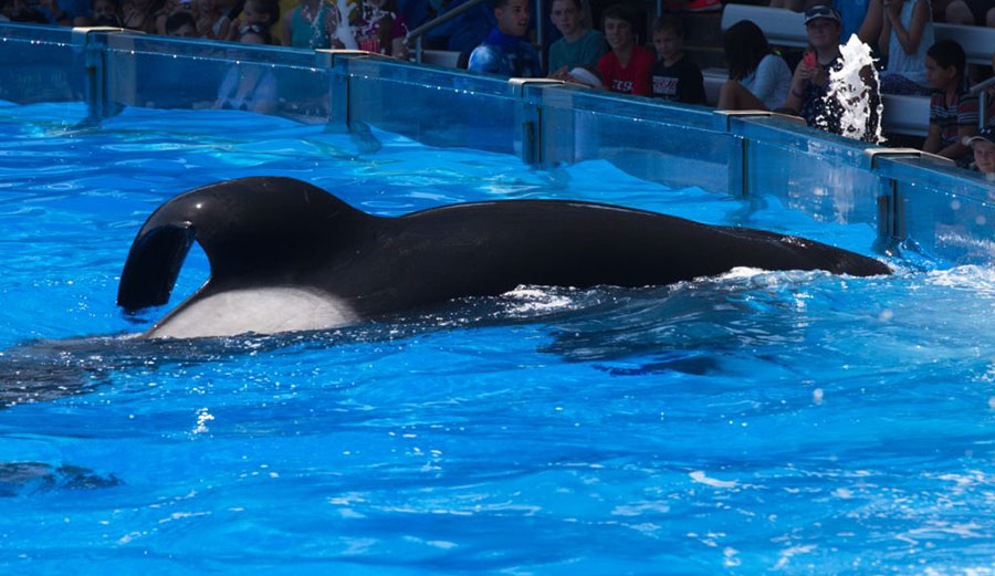 Tilly the Orca has had a terrible life. Now, at 35, it's coming to an end.