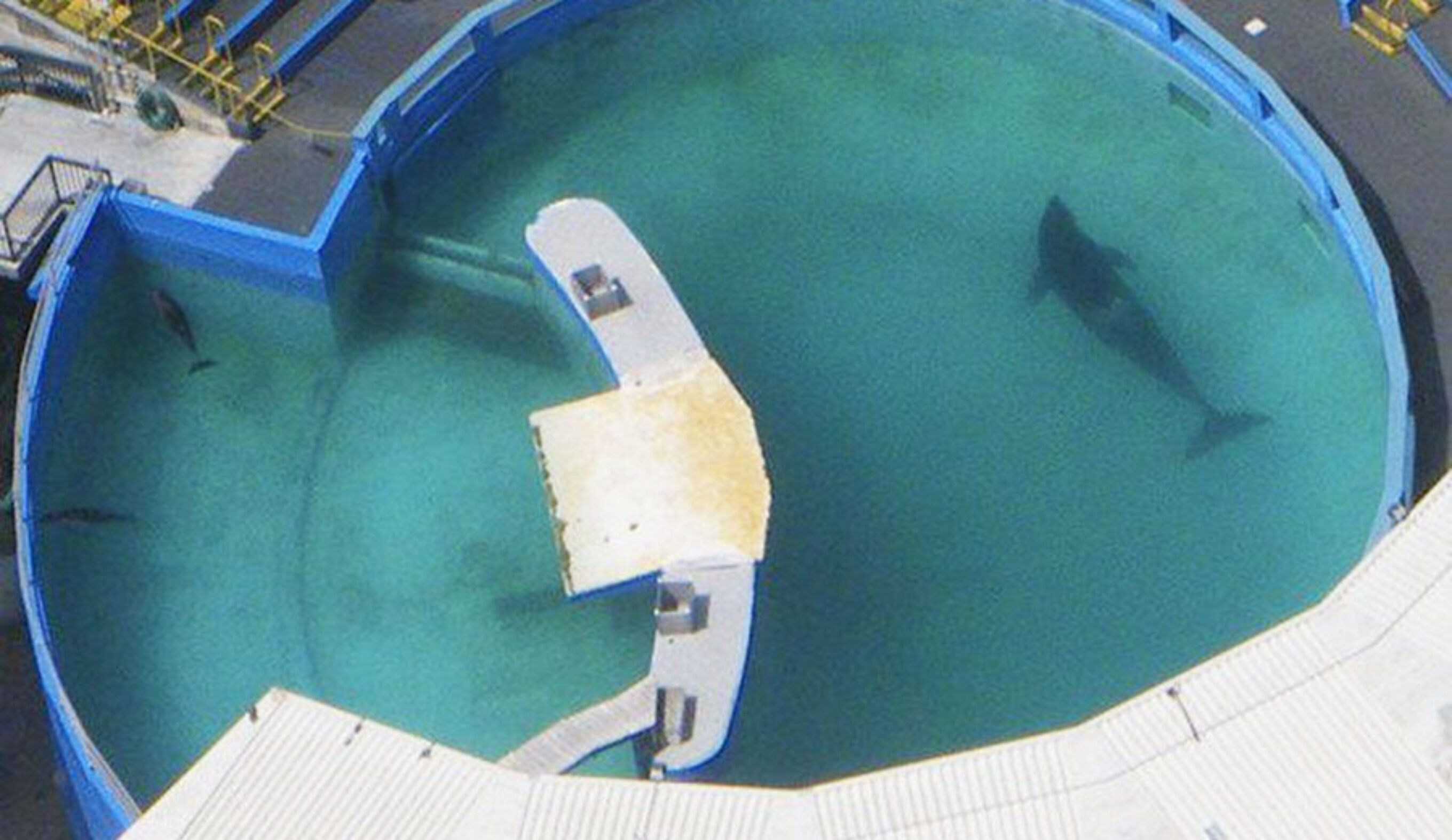 This is Lolita's home. She's an animal that's supposed to swim up to hudreds of miles a day.