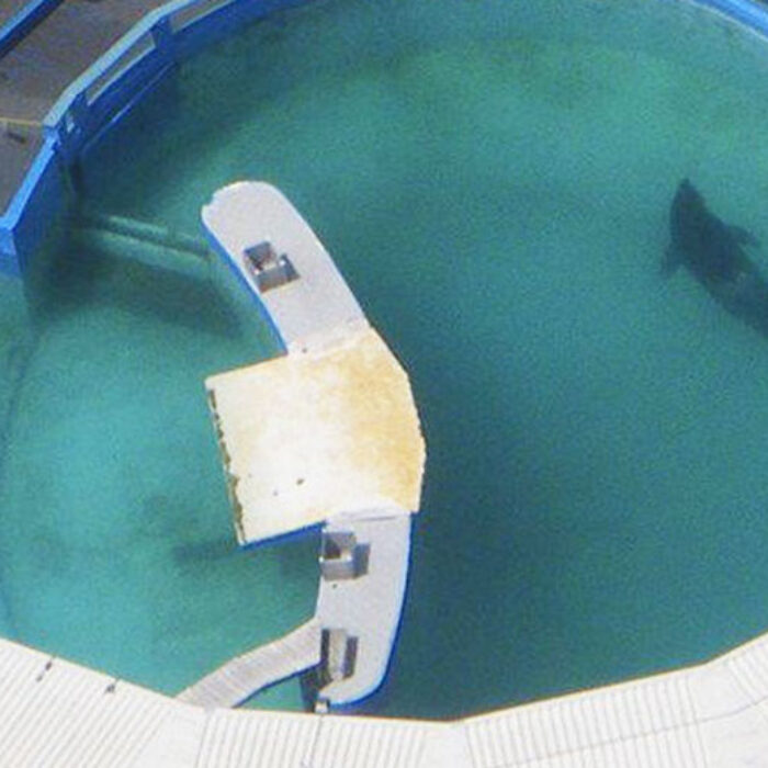 This is Lolita's home. She's an animal that's supposed to swim up to hudreds of miles a day.