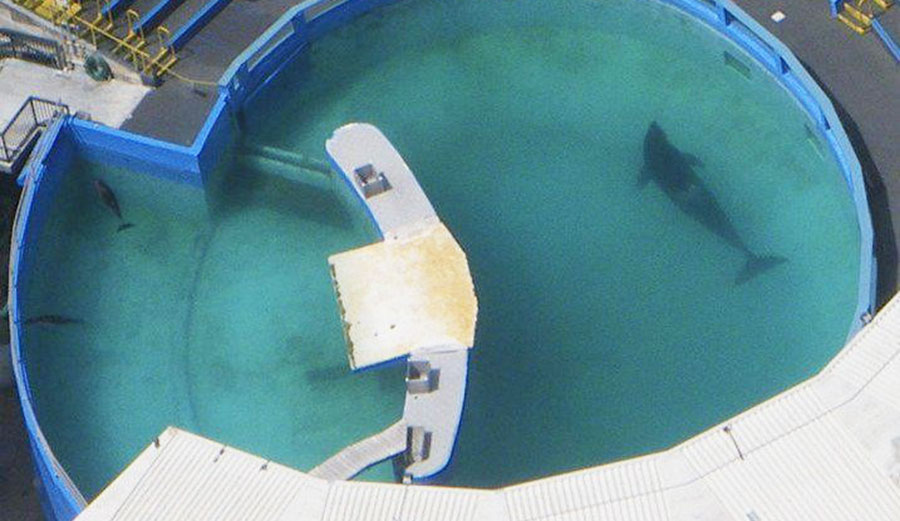 This is Lolita's home. She's an animal that's supposed to swim up to hudreds of miles a day.