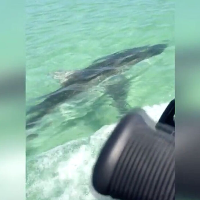 Shark Australia