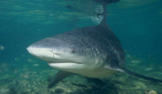 bull shark