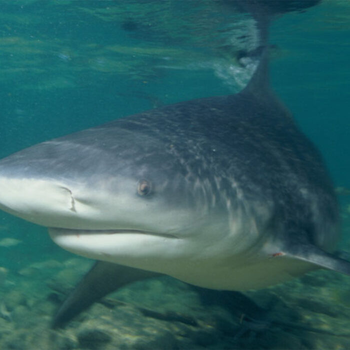 bull shark